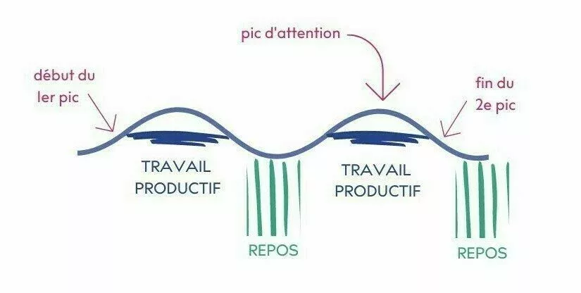 courbe d'attention et de productivité